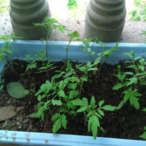 Cà chua Egrow Rainbow nhiều màu sắc đẹp 12 giống cà chua 7 màu1