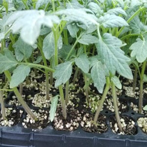 Cà chua Egrow Rainbow nhiều màu sắc đẹp 10 giống cà chua 7 màu2