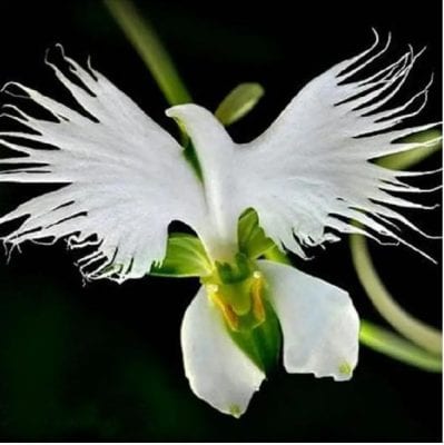 hoa lan trắng nhật bản hiếm
